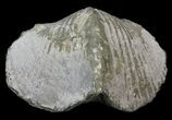 Pyrite Replaced Brachiopod (Paraspirifer) - Ohio #34190-2